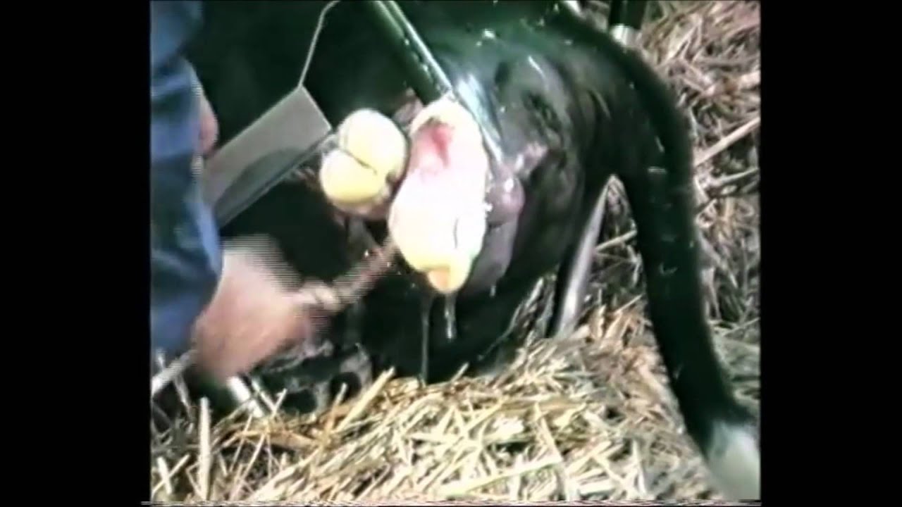 Vink Geburtshelfer Sicherheitsverbindung