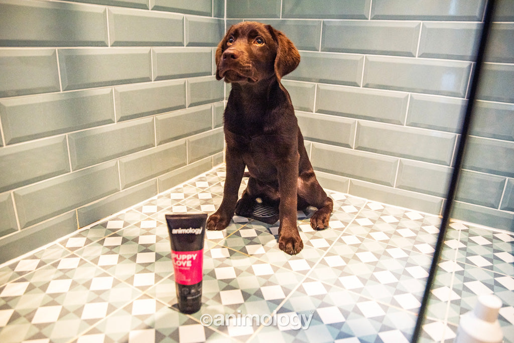 Animology Puppy Love Puppy Shampoo 250 ml