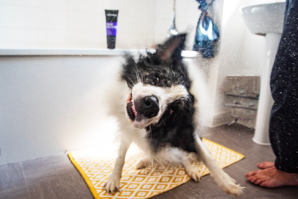 Animology True Colours Hundeshampoo