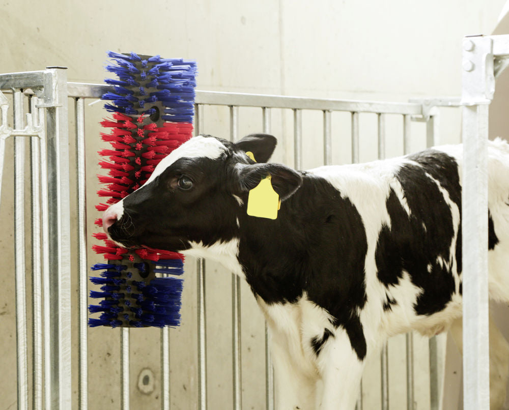 Bürste für Pferd, Rind, Ziege