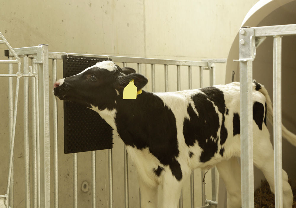 Kratzmatte für Pferd, Kalb, Ziege 40 x 30 cm