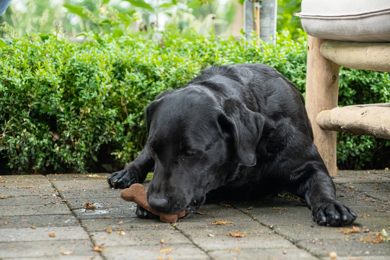 Bugbone Bulkverpackung Large 11 kg