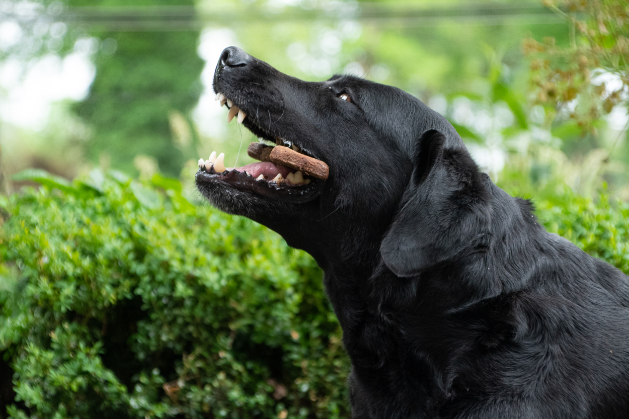 Bugbone Bulkverpackung Medium 10 kg