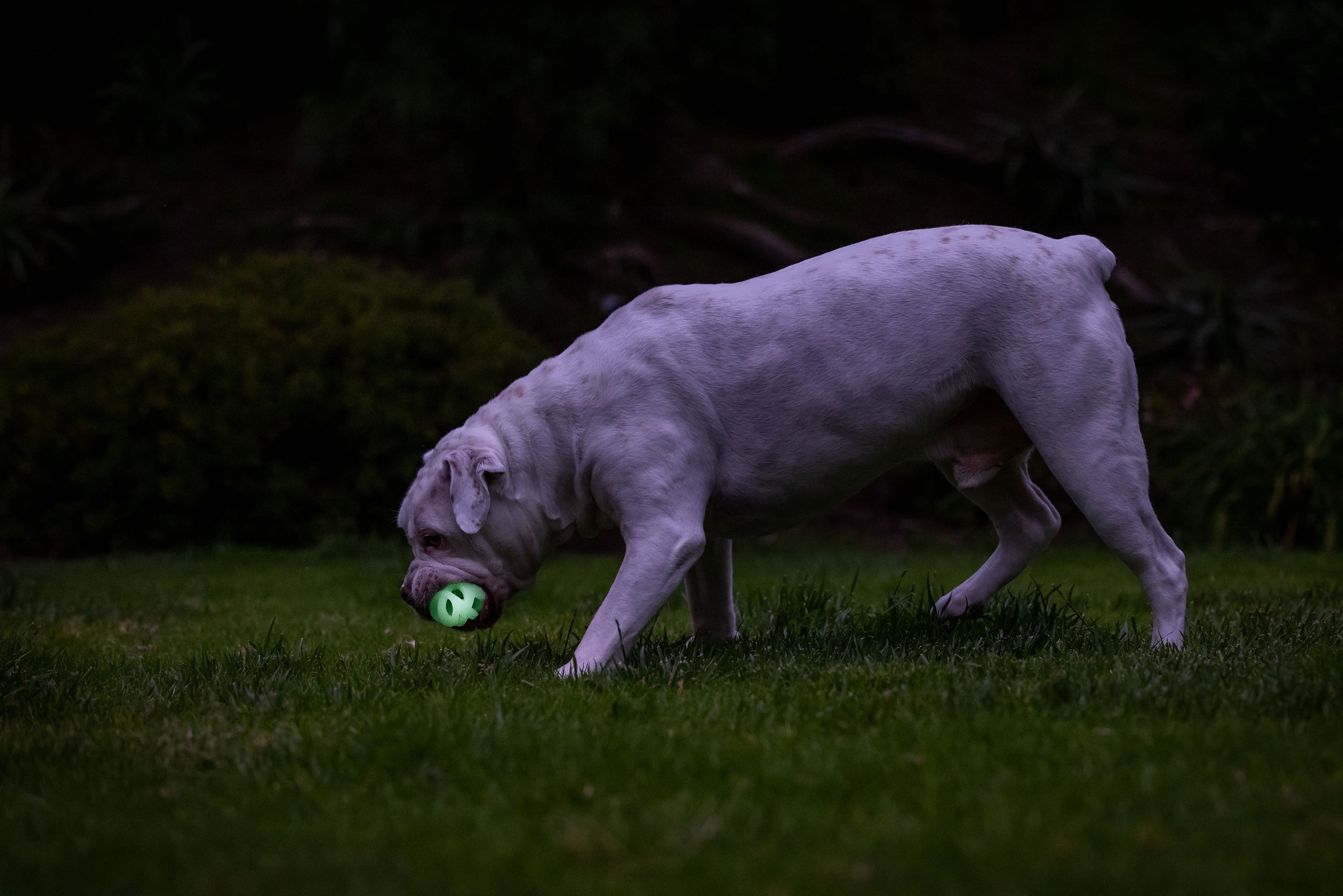 Chuckit! Air Glow Fetch Ball M