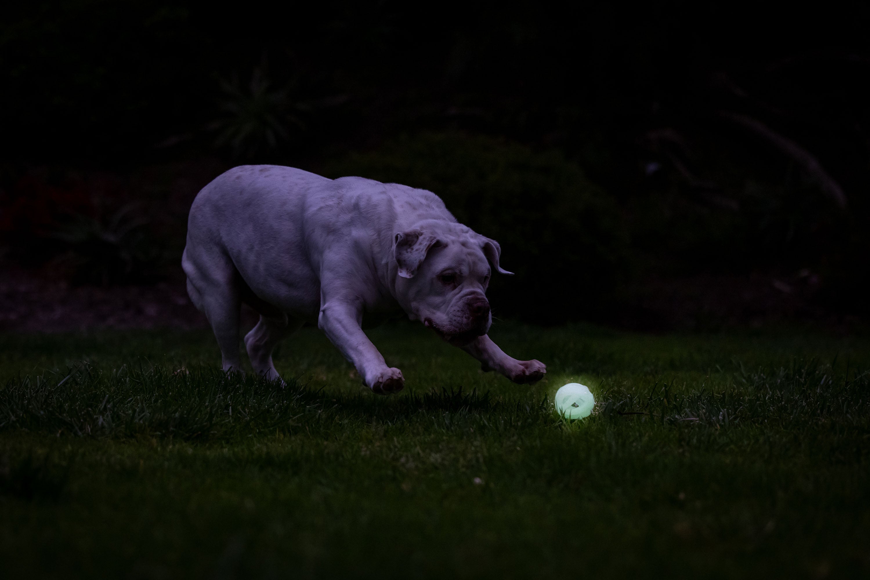 Chuckit! Air Glow Fetch Ball M