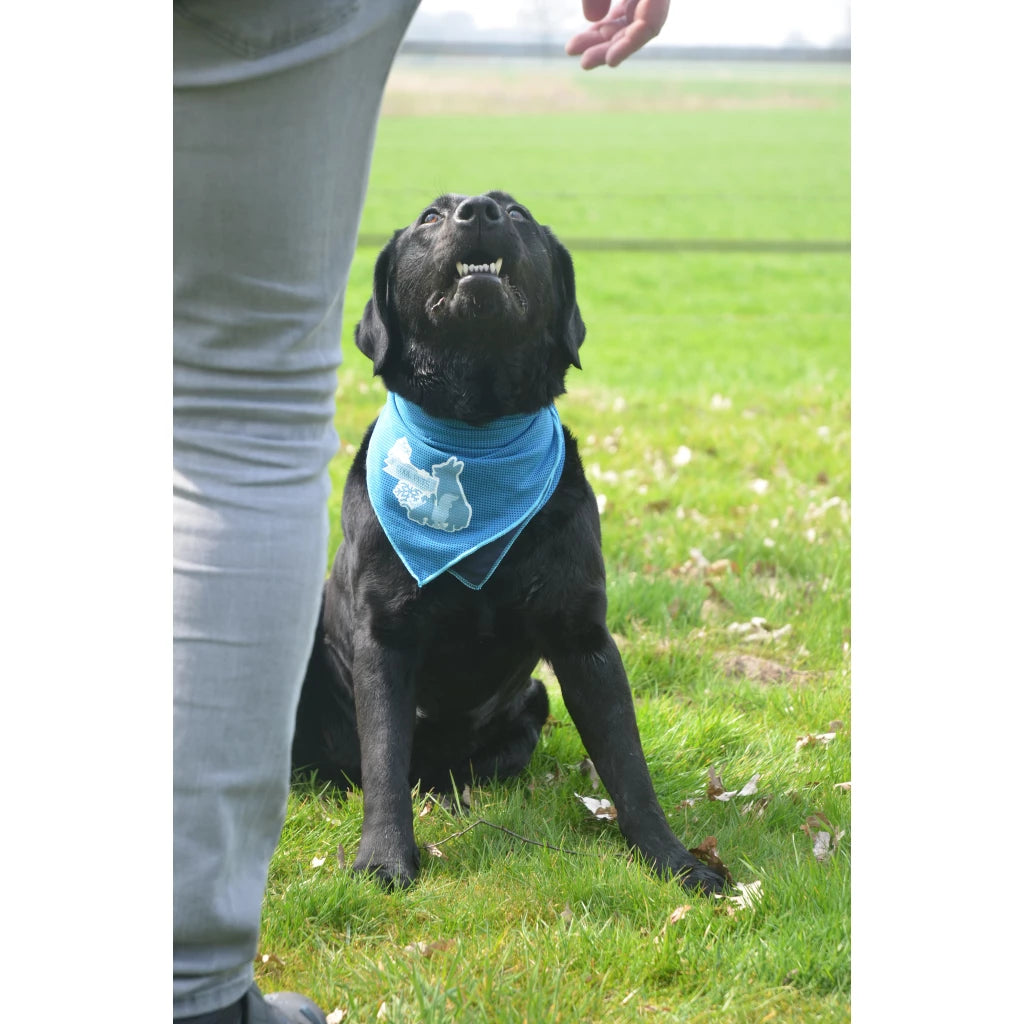 CoolPets Kühlendes Bandana