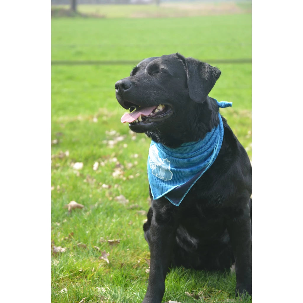 CoolPets Kühlendes Bandana