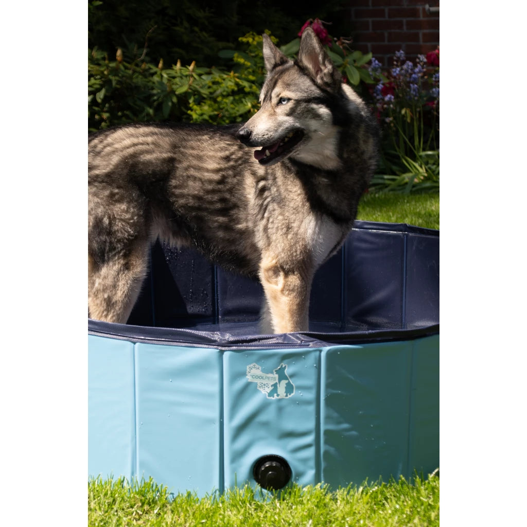 CoolPets Splash Hundepool
