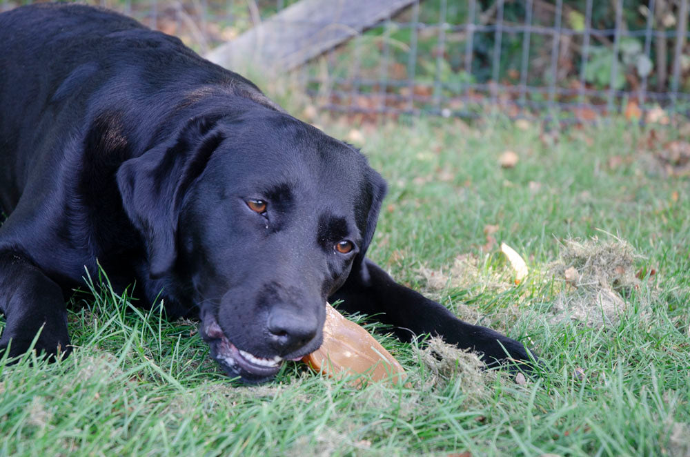 Dental Ears Small 48 St.