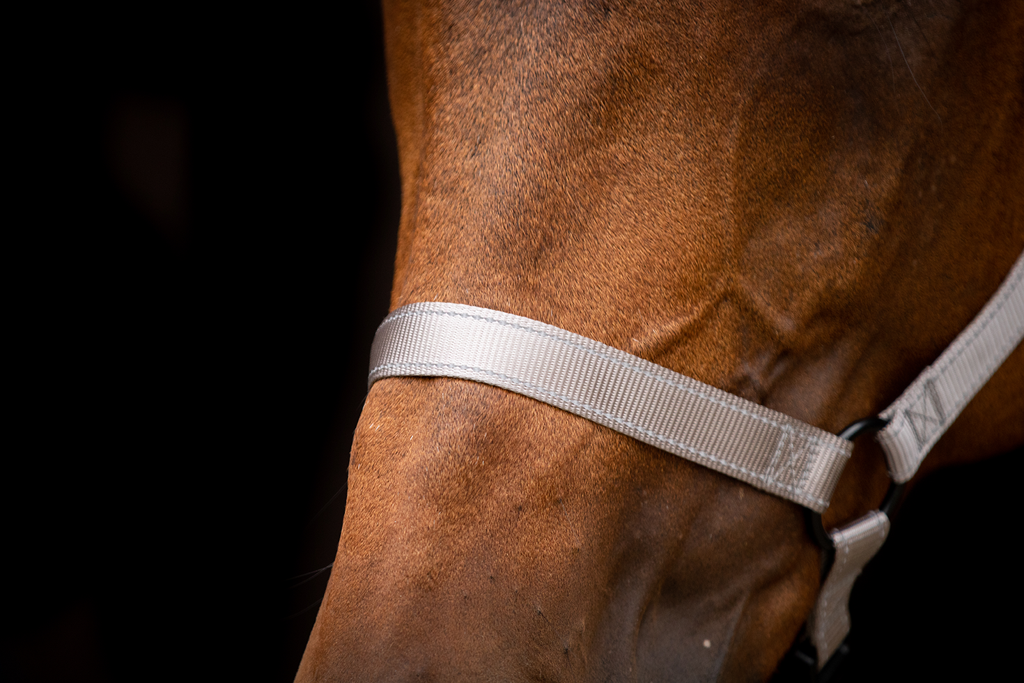 Excellent Premium Halfter Grau XS