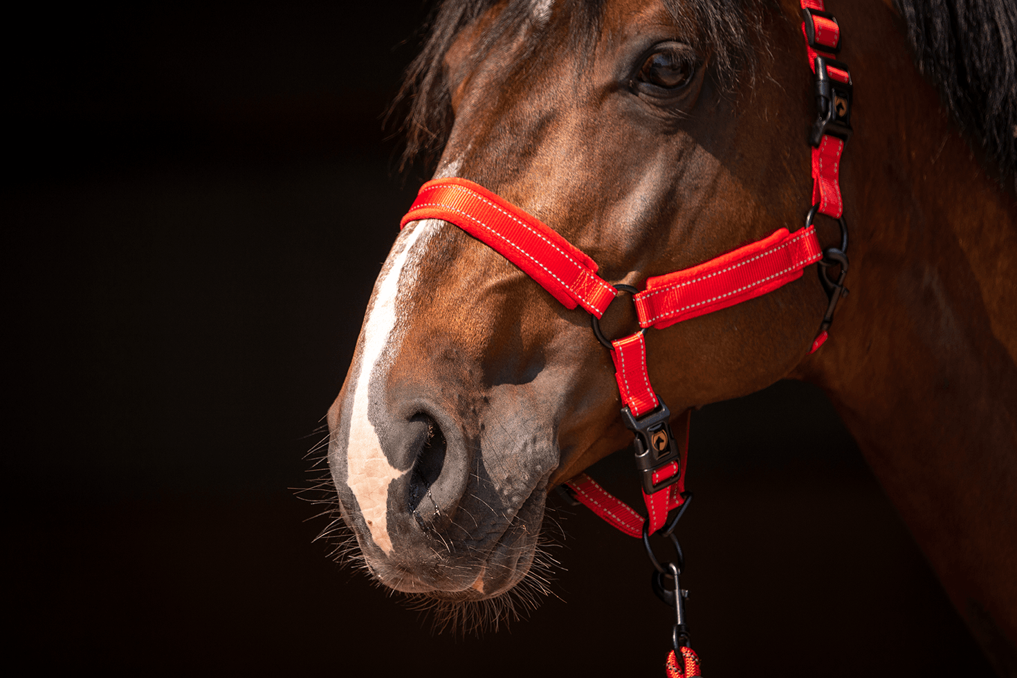 Excellent Superior Halfter Rot XS