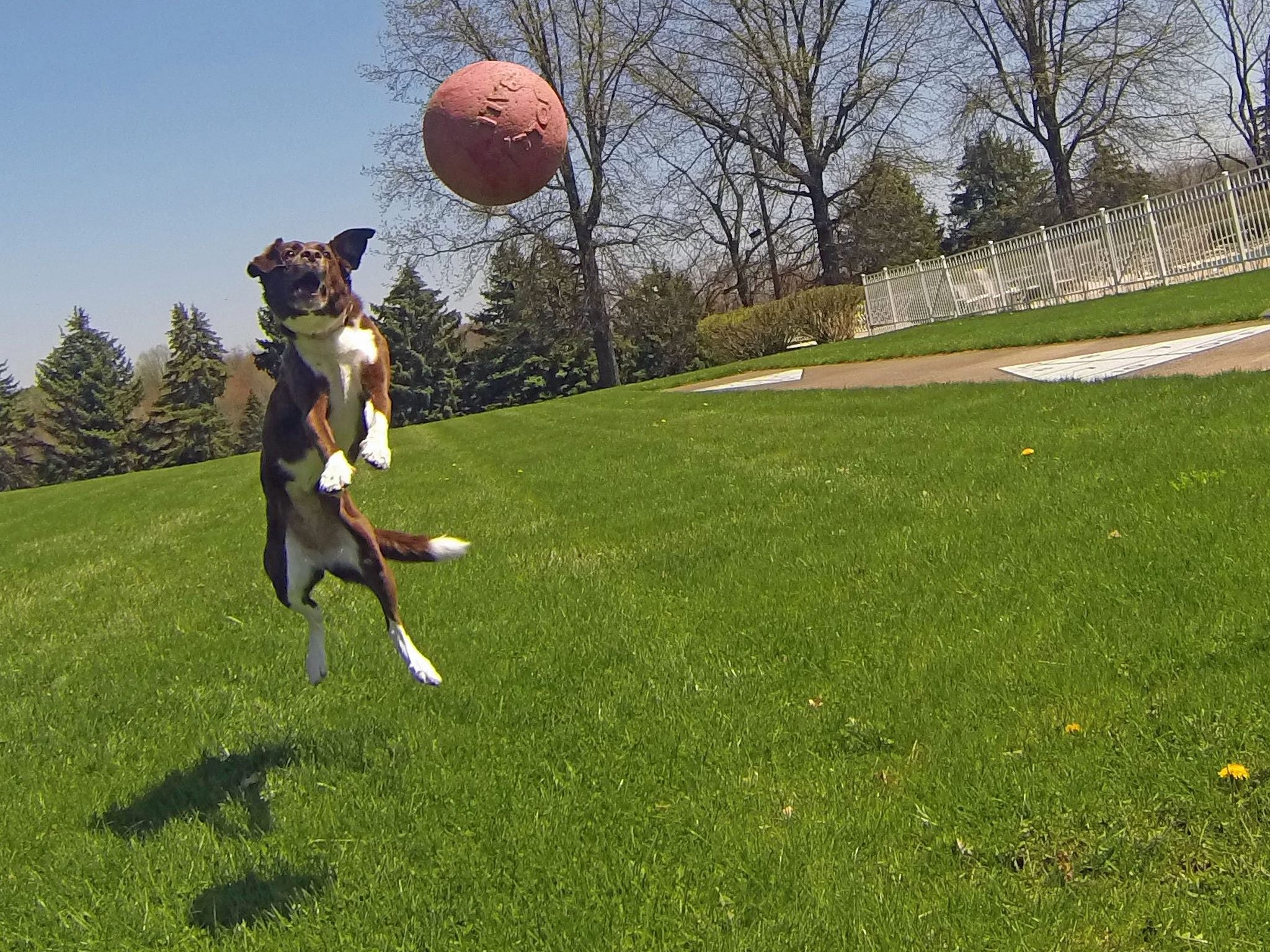 Jolly Tug-n-Toss Rot XL (25 cm)