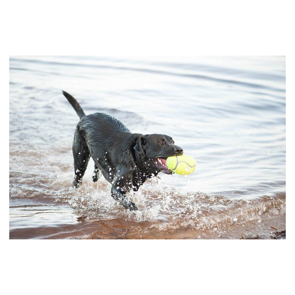 KONG Airdog® Squeaker Football