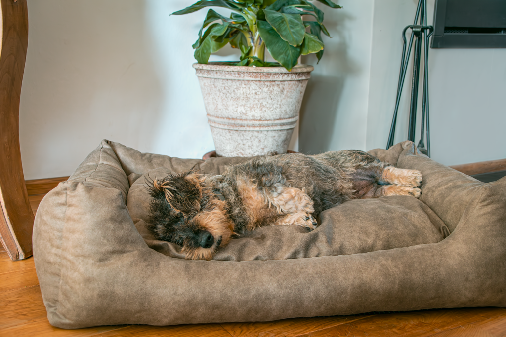 Let's Sleep Sweet Dreams Hundekorb Mit Kissen XL Anthrazit
