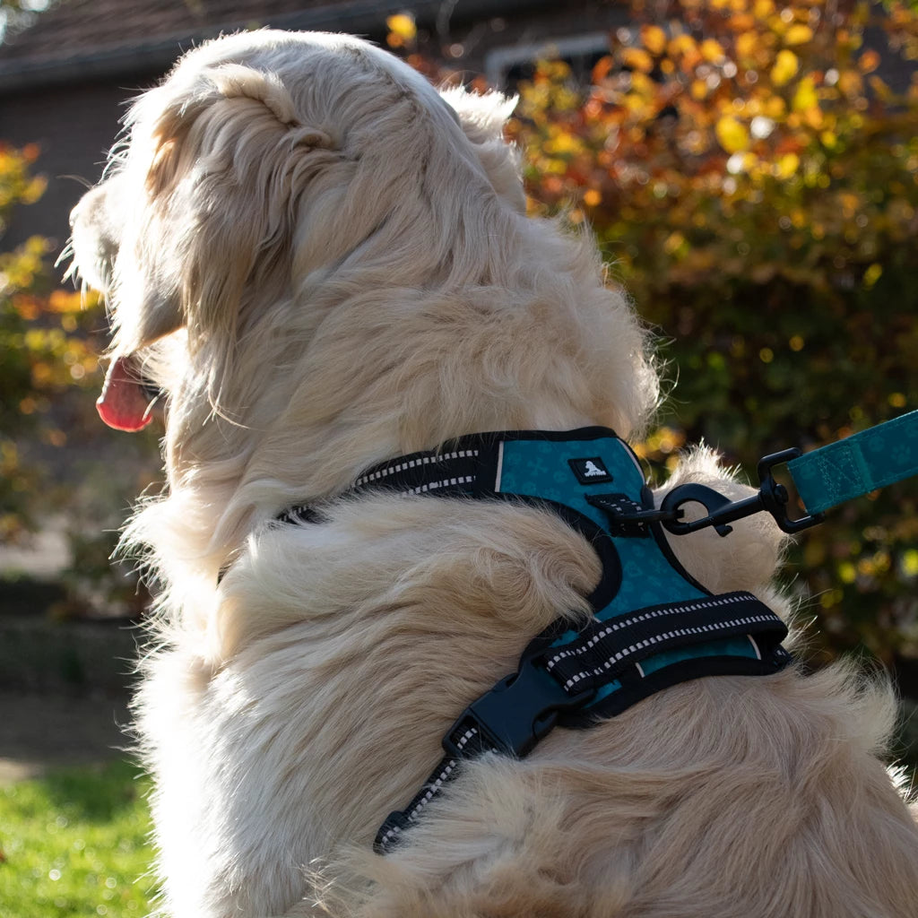 Spotted! Pro No-Pull Hundegeschirr