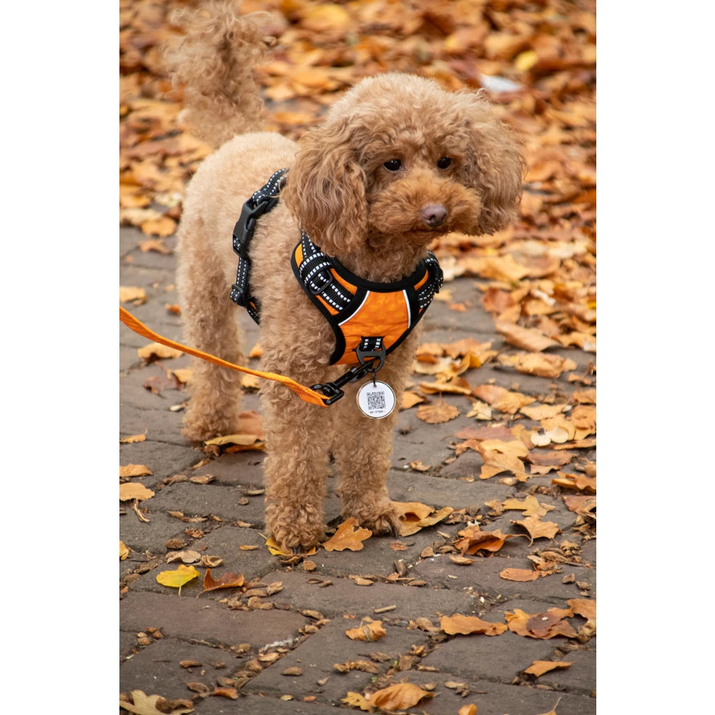 Spotted! Pro No-Pull Hundegeschirr