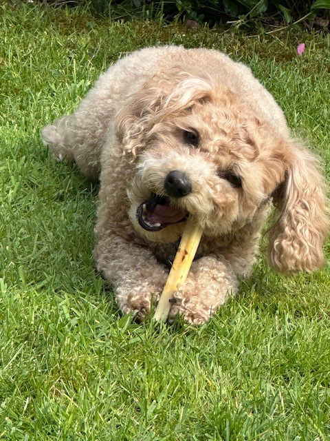 SwissCowers Cheese Bars Seaweed S