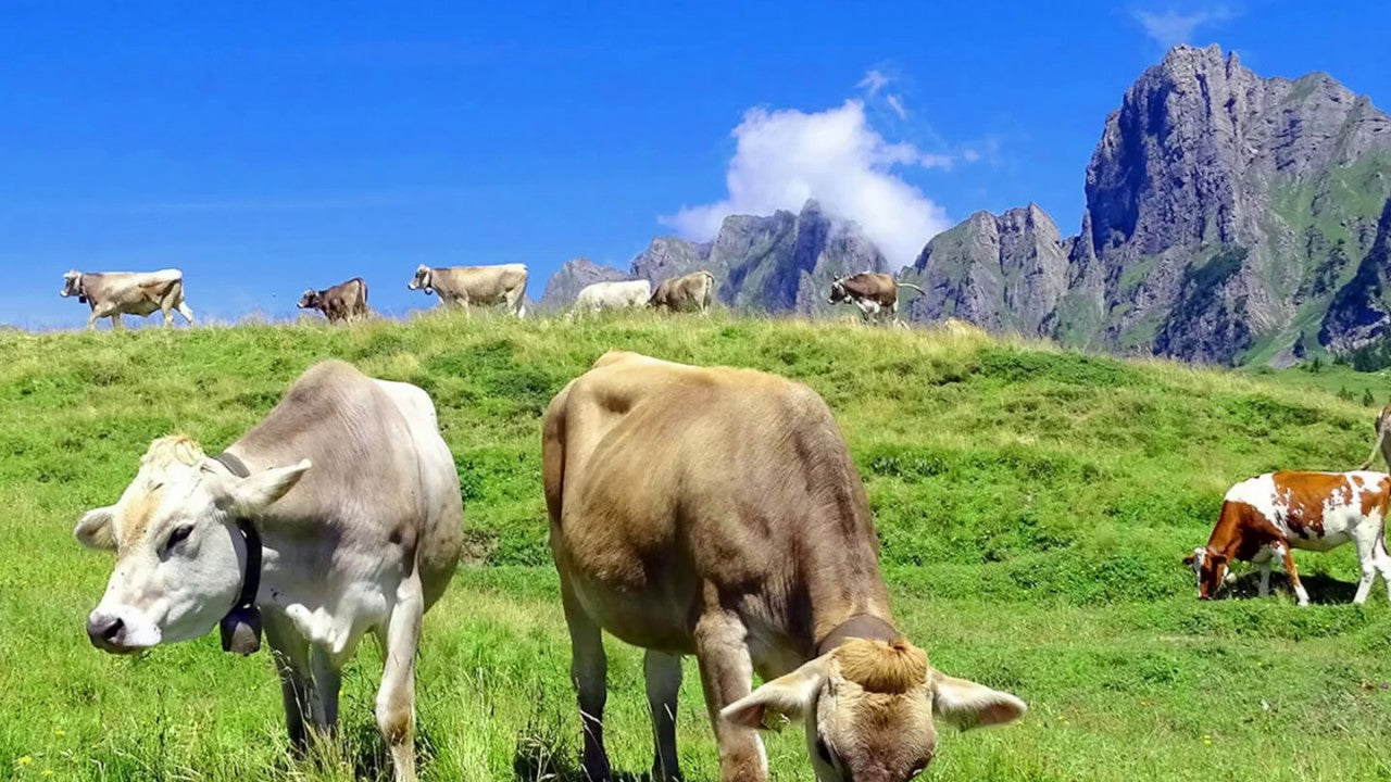 SwissCowers Cheese Bars Truffle L