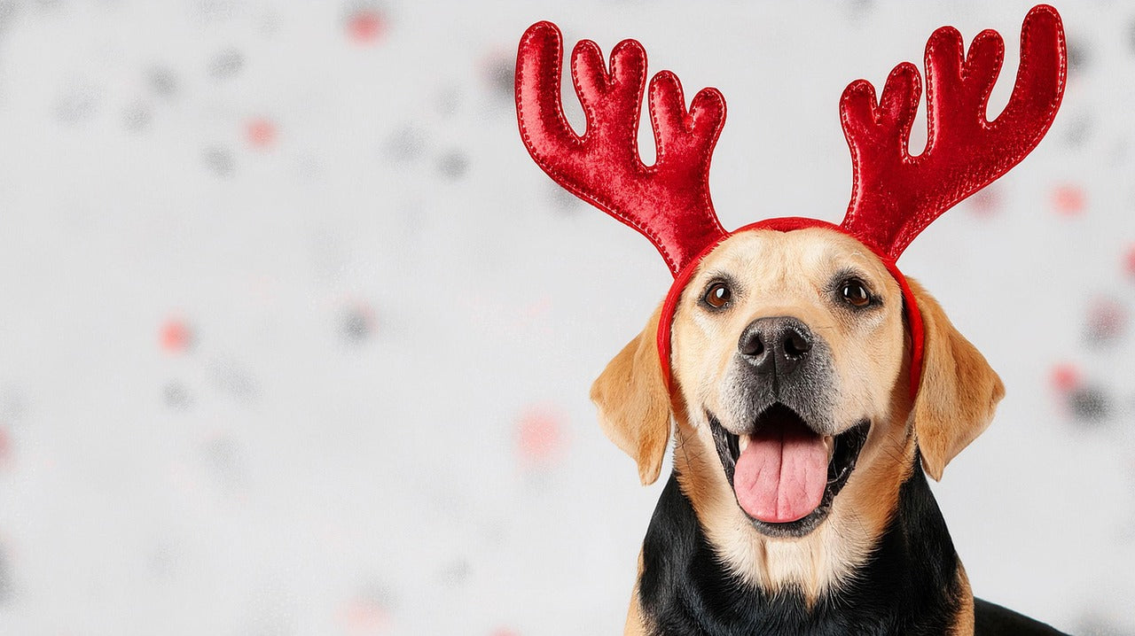 Describes the appearance of the image