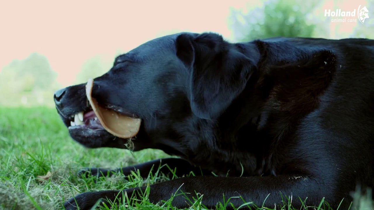 Dental Ears Large 24 St.